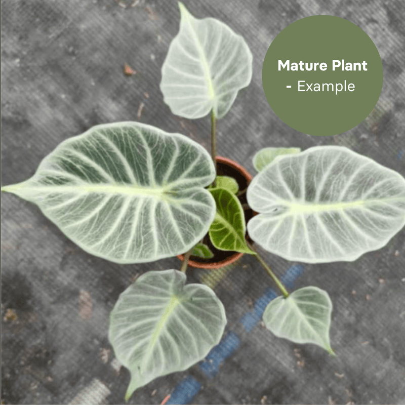 Alocasia crystal (TC Plantlet) - Preorder — TC Plant