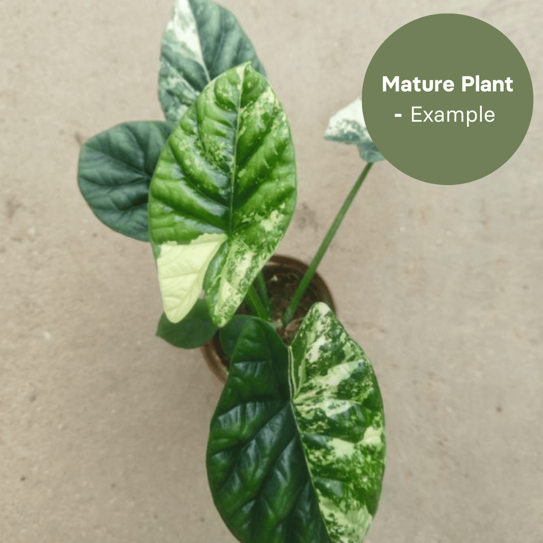 Alocasia Sinuata Albo (TC Plantlet) - Preorder Plants GrowTropicals