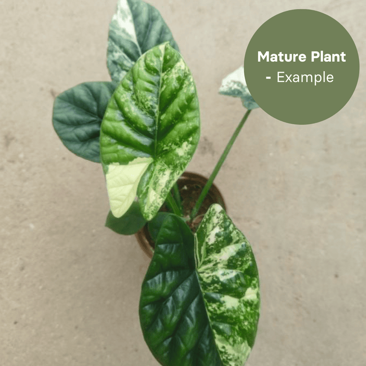 Alocasia Sinuata Albo (TC Plantlet) - Preorder Plants GrowTropicals