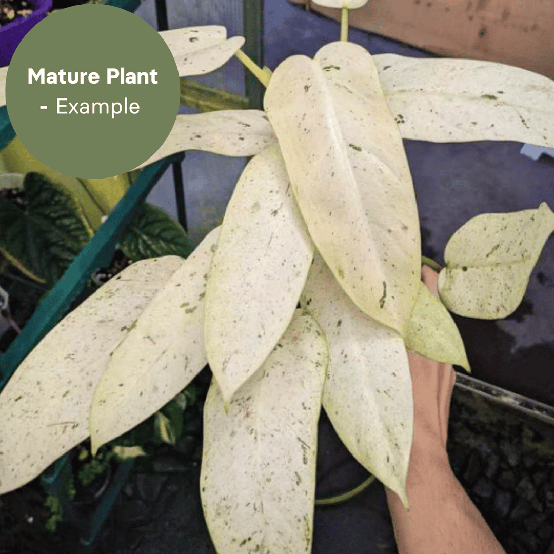 Philodendron Whipple Way (TC Plantlet) - Preorder Plants GrowTropicals