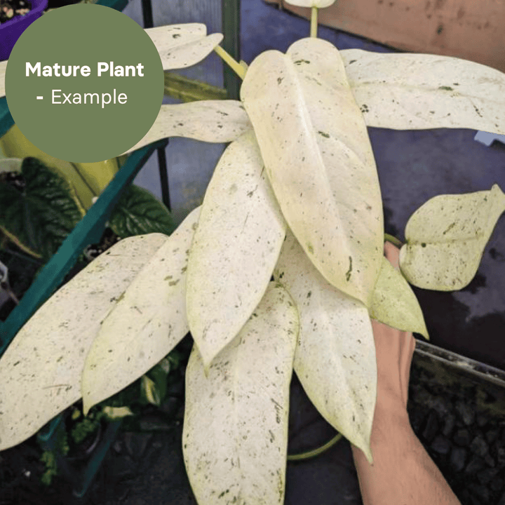 Philodendron Whipple Way (TC Plantlet) - Preorder Plants GrowTropicals