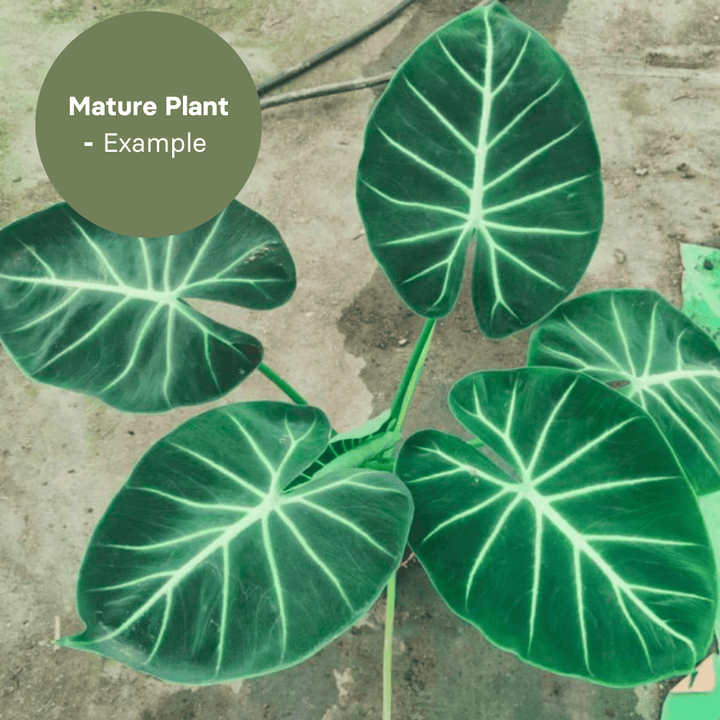 Alocasia Micholitziana London Eye (TC Plantlet) - Preorder