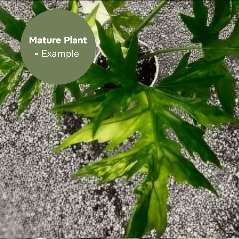 Philodendron Warscewiczii Aurea (TC Plantlet) - Preorder — TC Plant
