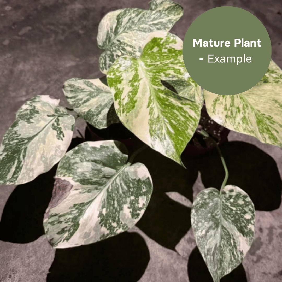 Monstera Cream Cheese (TC Plantlet) - Preorder Plants GrowTropicals