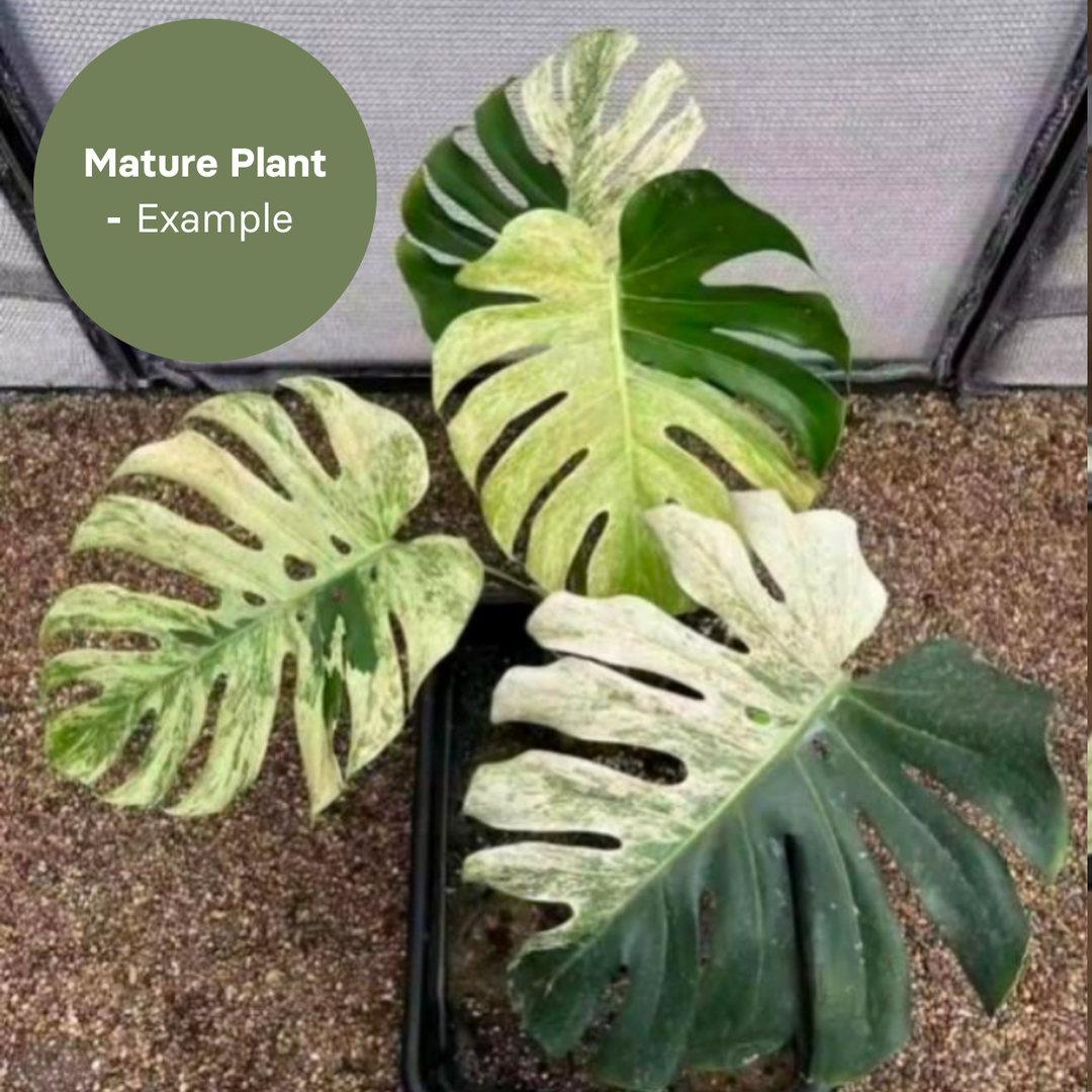 Monstera deliciosa Mint (TC Plantlet) - Preorder Plants GrowTropicals