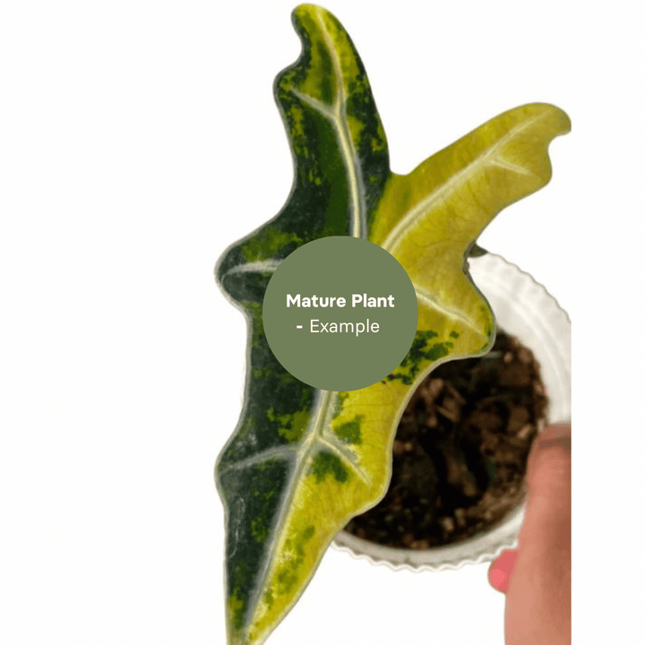 Alocasia Nobilis Aurea (TC Plantlet) - Preorder Plants GrowTropicals
