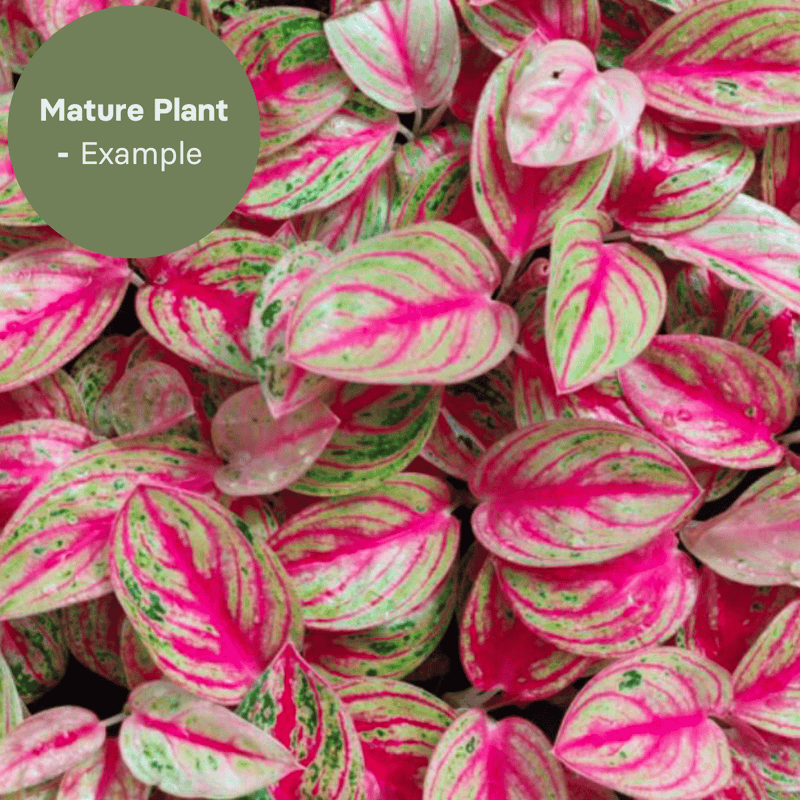 Aglaonema Silver Pink (TC Plantlet) - Preorder — TC Plant