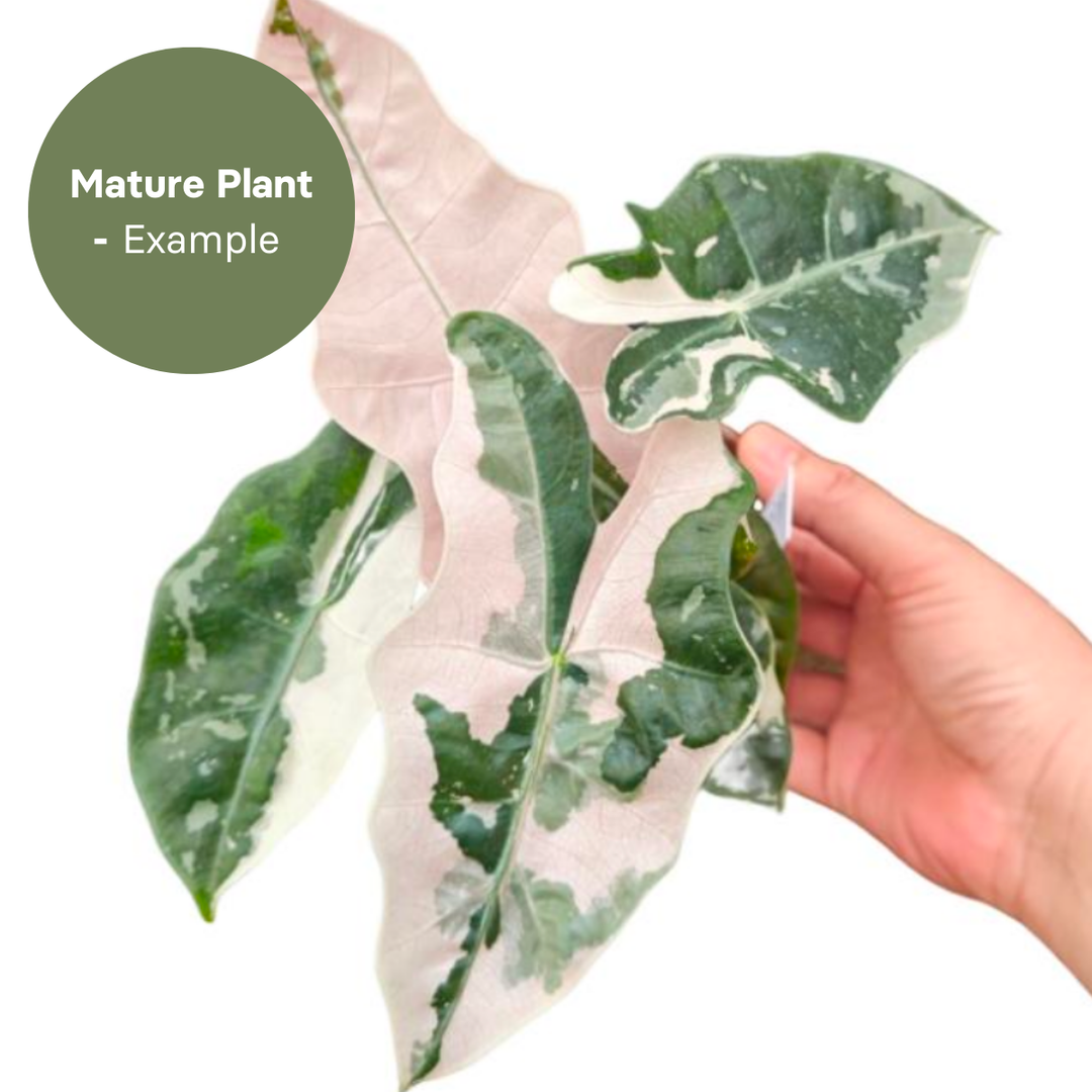 Alocasia Pseudosanderiana variegated (TC Plantlet) - Preorder Plants GrowTropicals