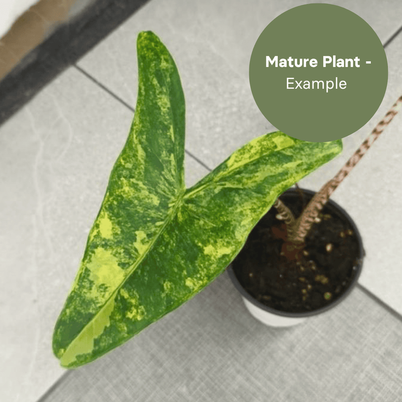 Alocasia Zebrina Aurea Var (TC Plantlet) - Preorder — TC Plant