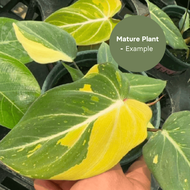 Philodendron Gloriosum No.2 (TC Plantlet) - Preorder — TC Plant