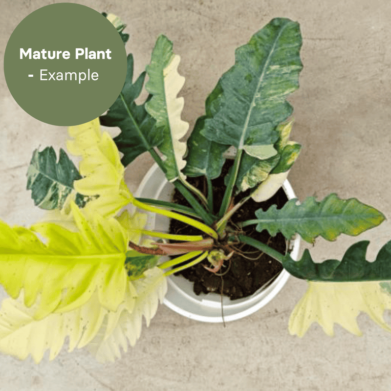 Philodendron Narrow Variegated (TC Plantlet) - Preorder — TC Plant