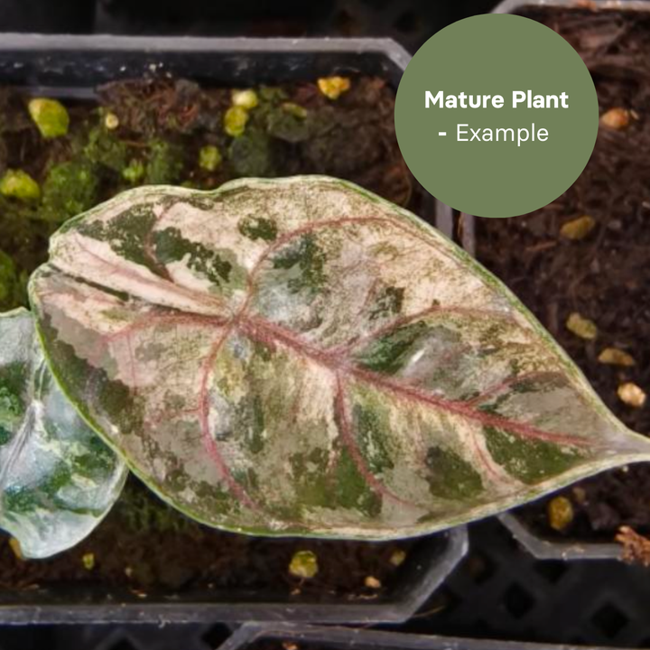 Alocasia Azlanii Albo (TC Plantlet) - Preorder Plants GrowTropicals