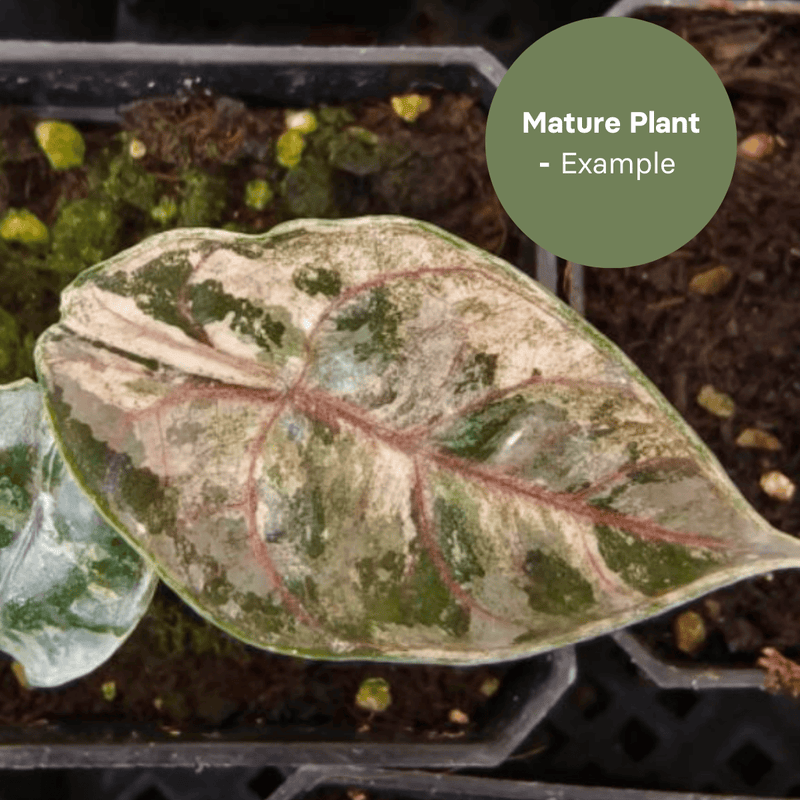 Alocasia Azlanii Albo (TC Plantlet) - Preorder — TC Plant