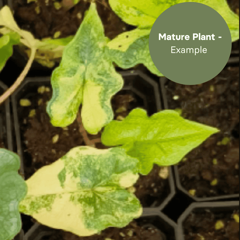 Alocasia Jacklyn Variegated (TC Plantlet) - Preorder — TC Plant