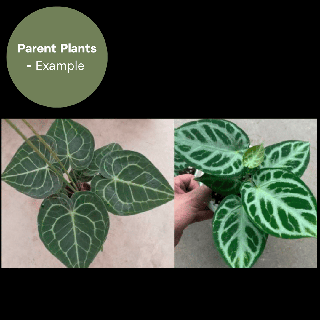 Anthurium Clarinervium x Dorayaki (TC Plantlet) - Preorder Plants GrowTropicals