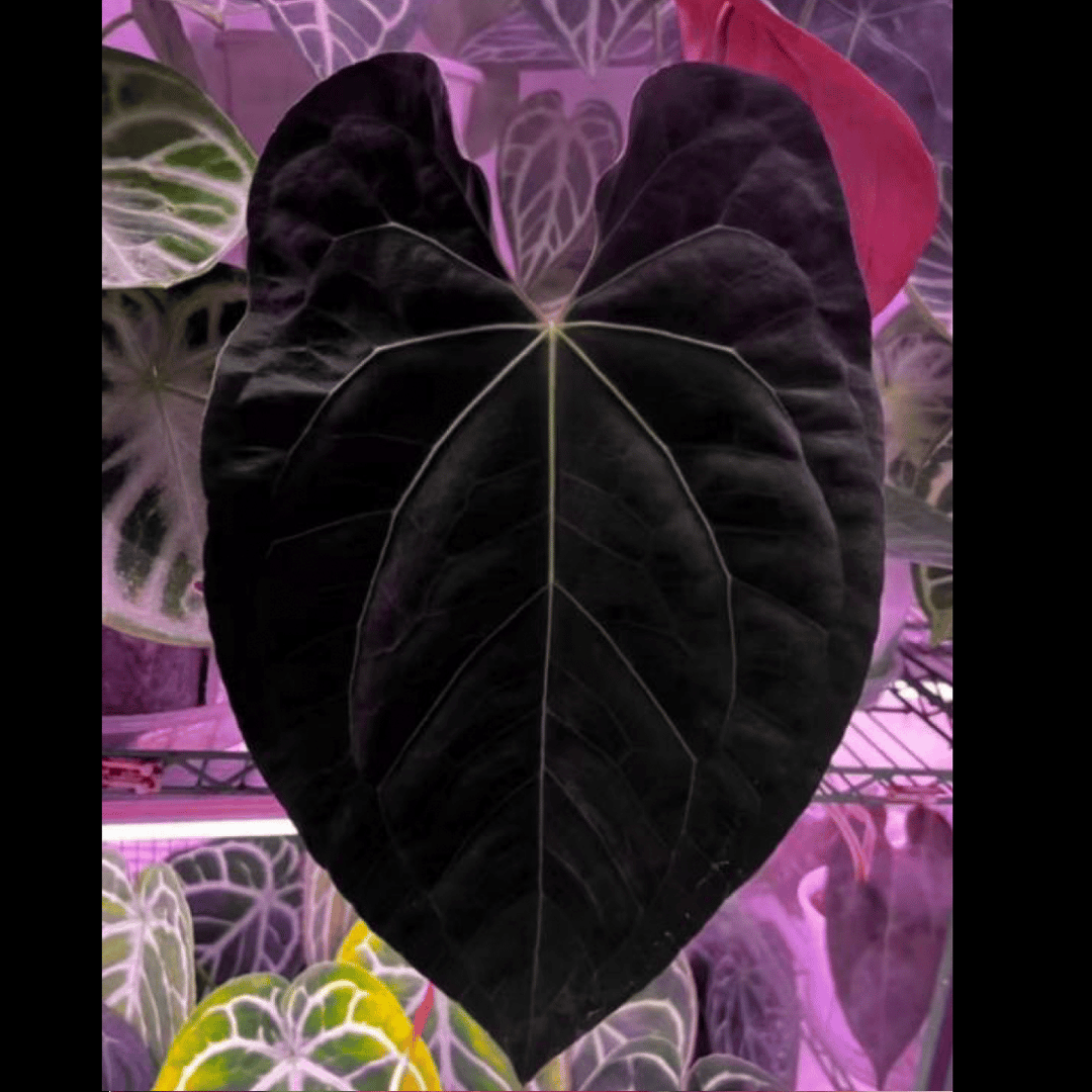 Anthurium Black Magic (TC Plantlet) - Preorder Plants GrowTropicals