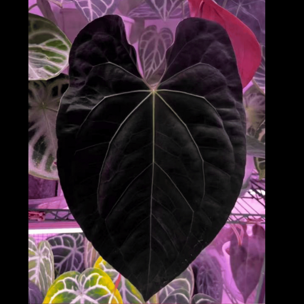anthurium black magic Anthurium Black Magic (TC Plantlet)
