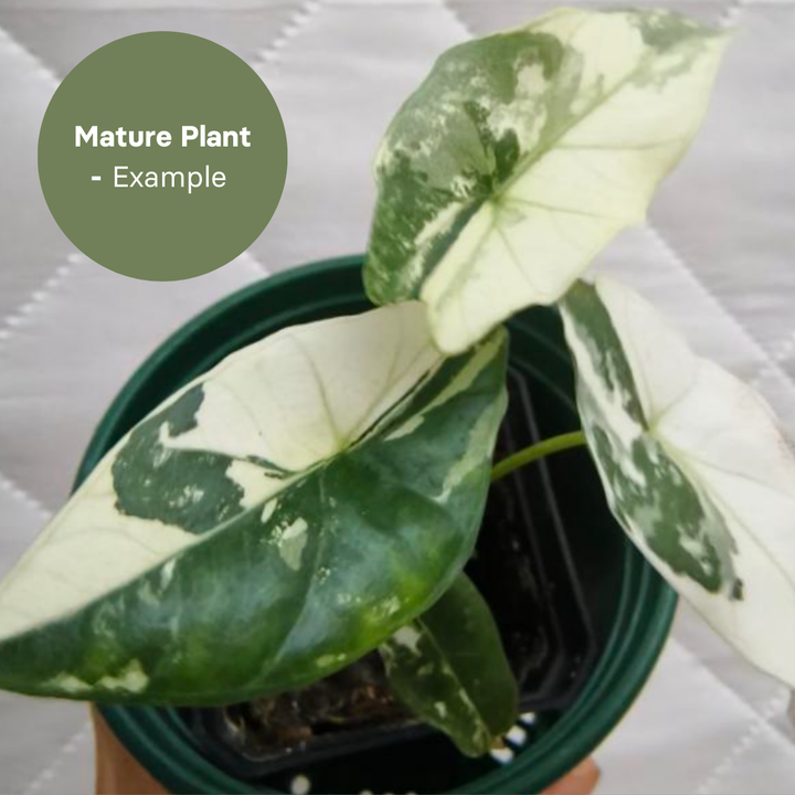Alocasia Simpo Albo (TC Plantlet) - Preorder Plants GrowTropicals