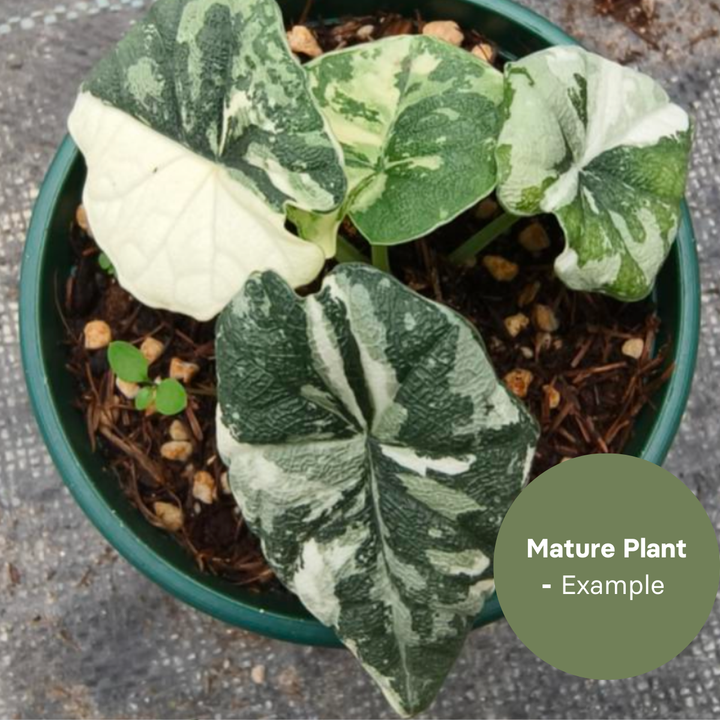 Alocasia Melo Albo (TC Plantlet) - Preorder Plants GrowTropicals
