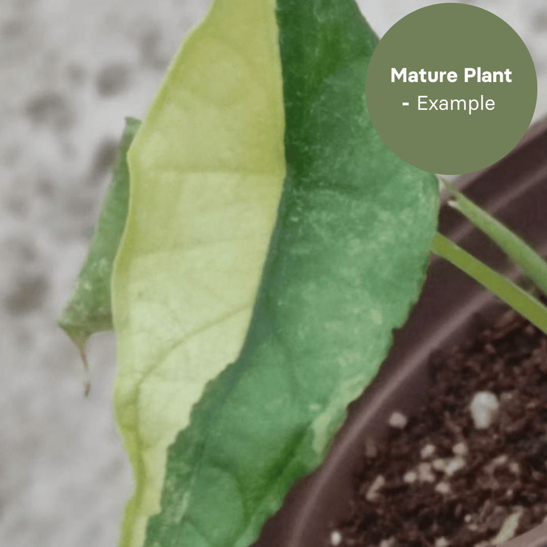 Alocasia Dragon Breath Aurea (TC Plantlet) - Preorder Plants GrowTropicals