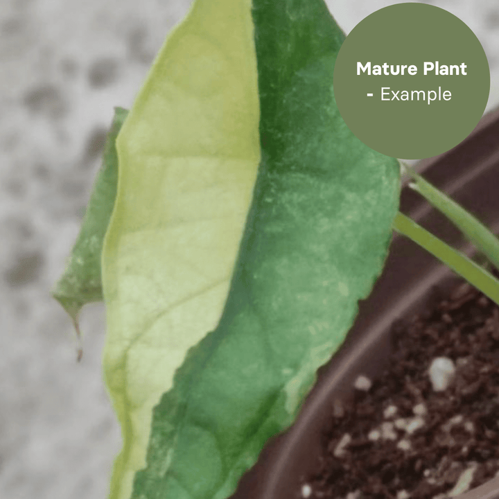 Alocasia Dragon Breath Aurea (TC Plantlet) - Preorder Plants GrowTropicals