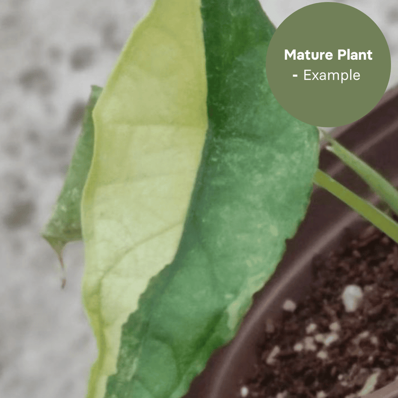 Alocasia Dragon Breath Aurea (TC Plantlet) - Preorder — TC Plant