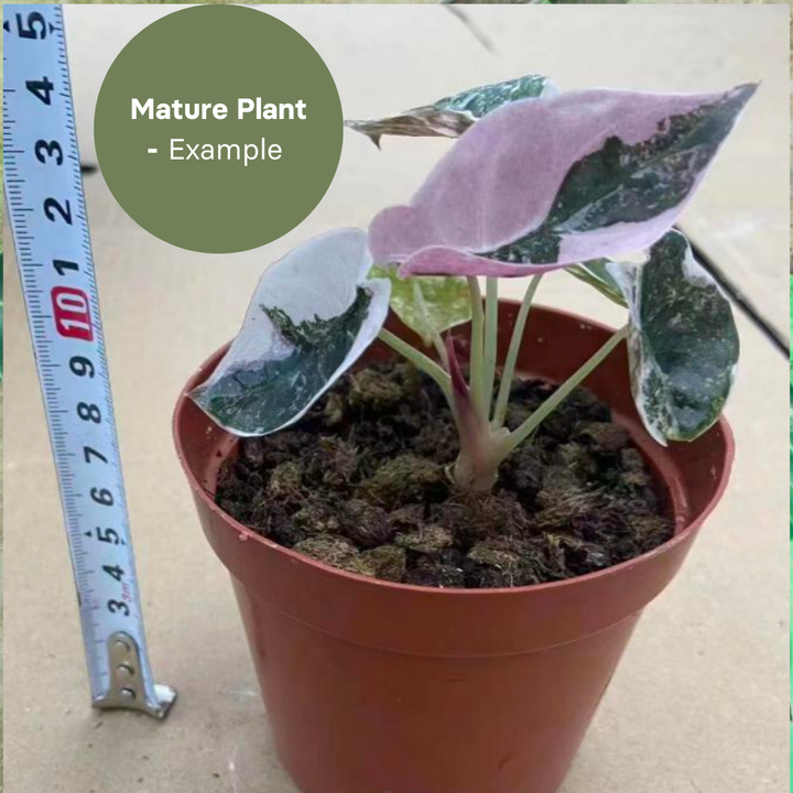 Alocasia Cuprea Pink (TC Plantlet) - Preorder