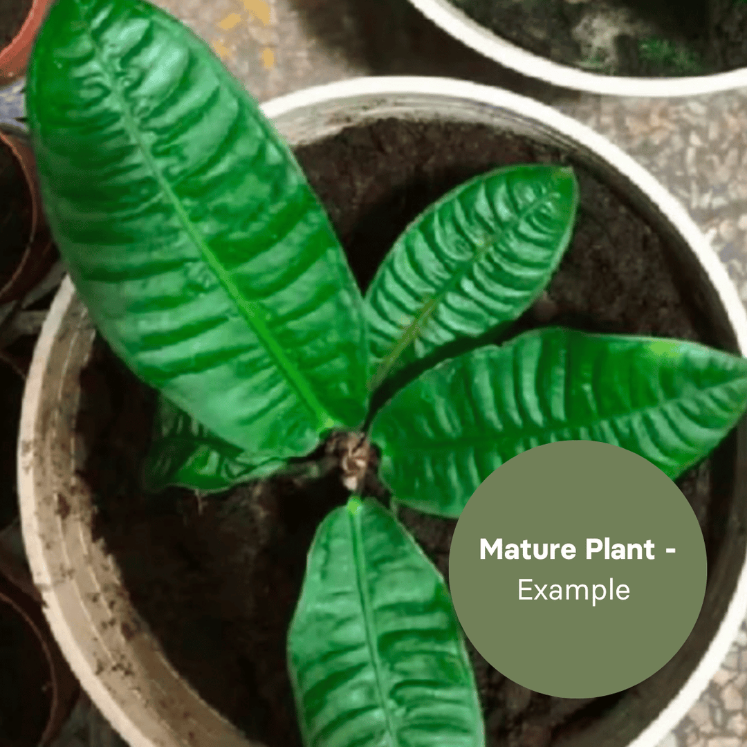 Anthurium Reflexinervium (TC Plantlet) - Preorder Plants GrowTropicals