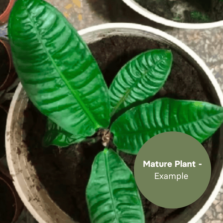 Anthurium Reflexinervium (TC Plantlet) - Preorder Plants GrowTropicals