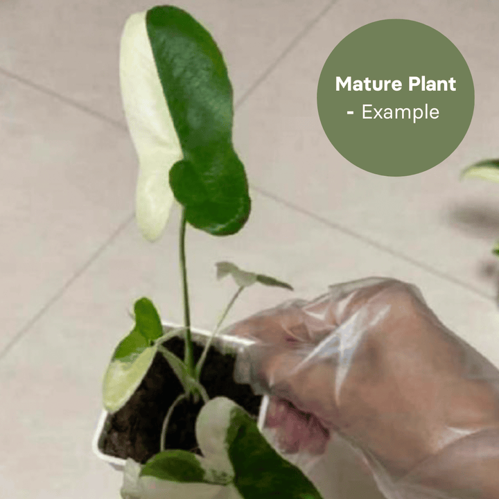 Philodendron Goeldii Variegated (TC Plantlet) - Preorder Plants GrowTropicals