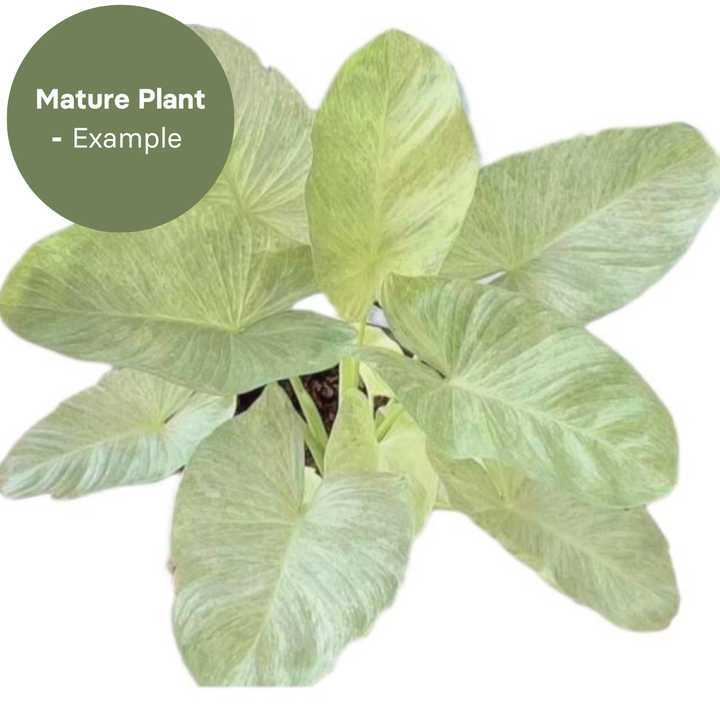 Homalomena Sulcata Cream (TC Plantlet) - Preorder Plants GrowTropicals