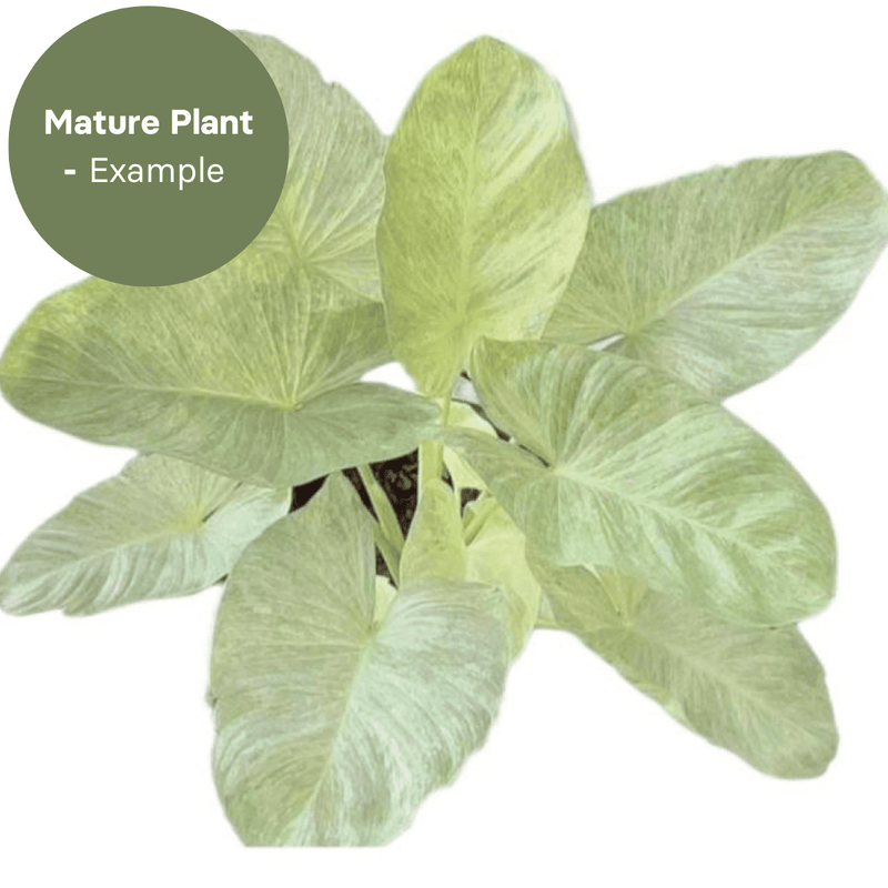 Homalomena  Sulcata Cream (TC Plantlet) - Preorder — TC Plant