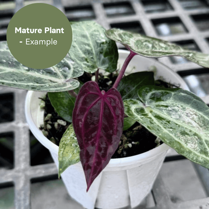 Anthurium Purple Crystallinum (TC Plantlet) - Preorder Plants GrowTropicals