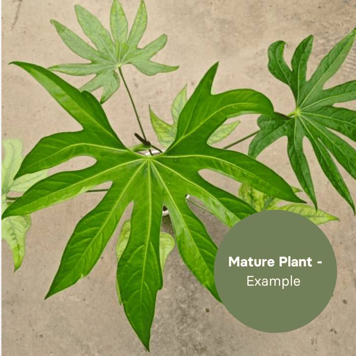 Anthurium Macrolobium (TC Plantlet) - Preorder Plants GrowTropicals