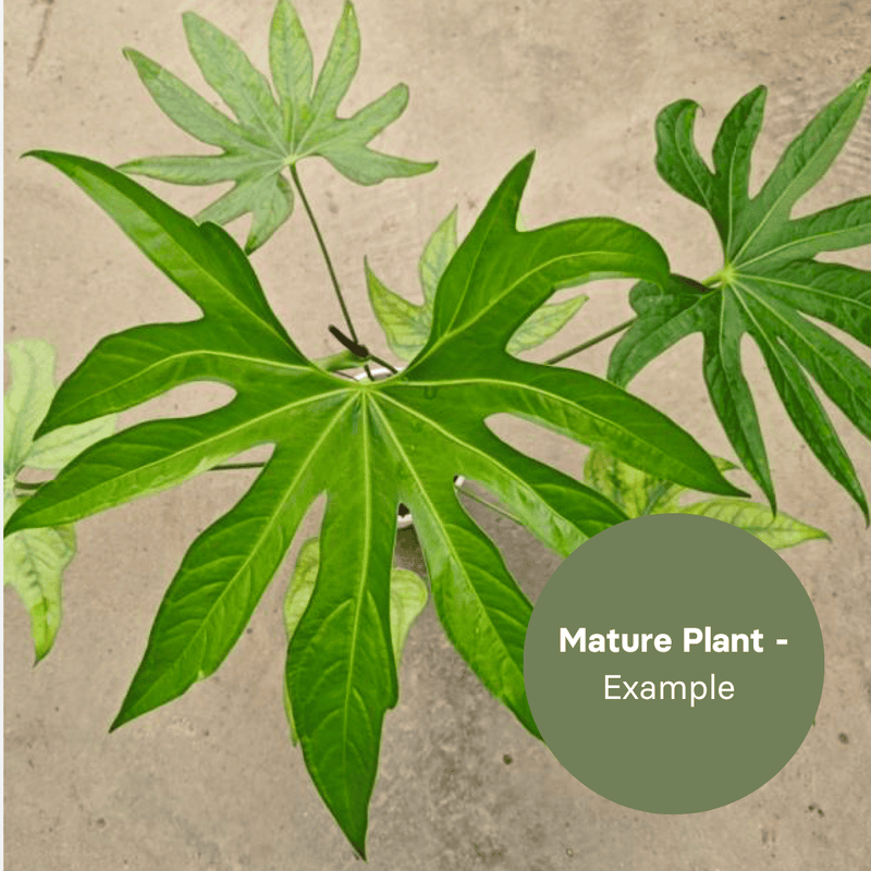 Anthurium Macrolobium (TC Plantlet) - Preorder — TC Plant