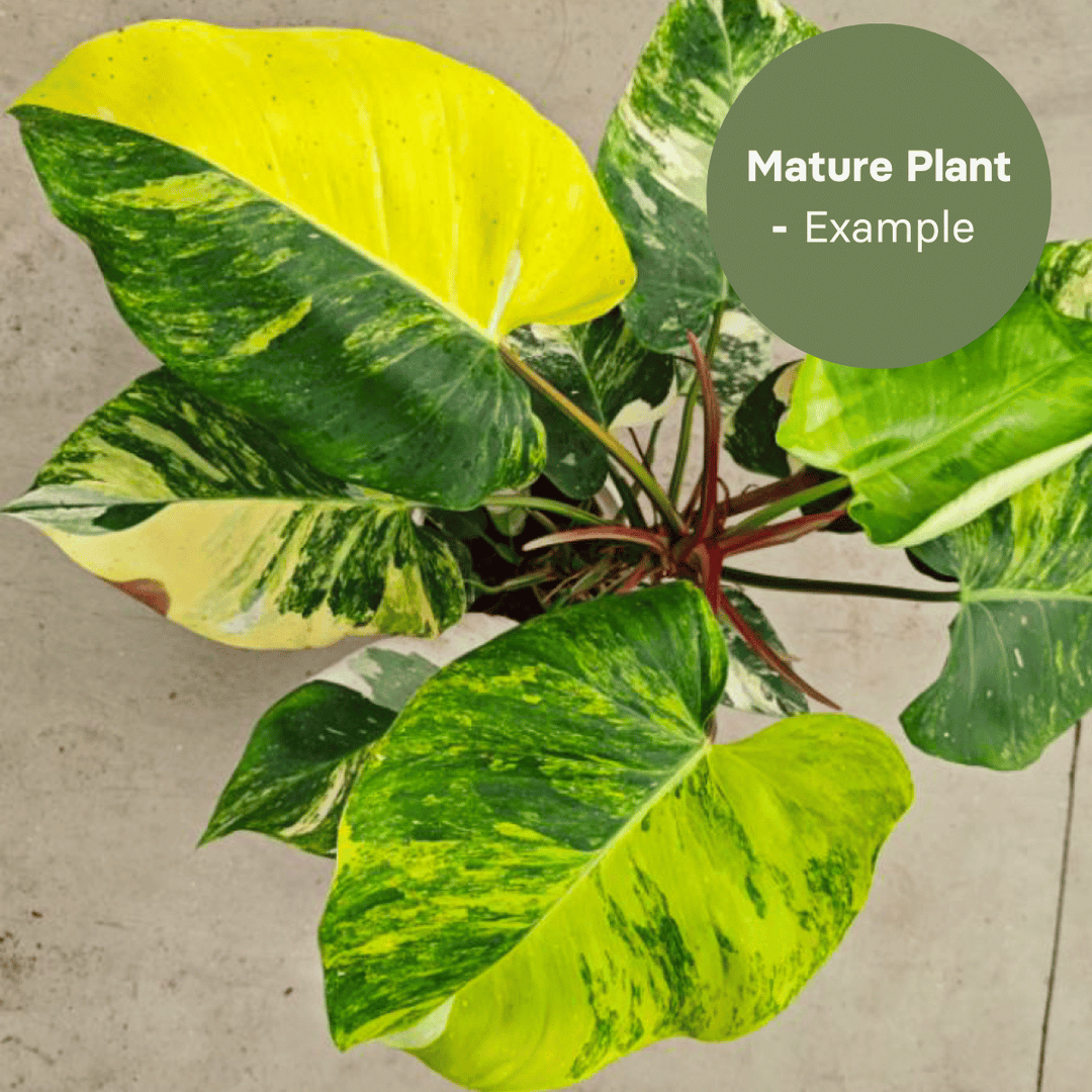 Philodendron White Princess Aurea (TC Plantlet) - Preorder Plants GrowTropicals