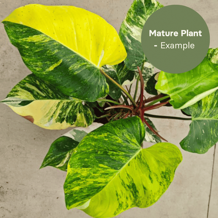 Philodendron White Princess Aurea (TC Plantlet) - Preorder Plants GrowTropicals