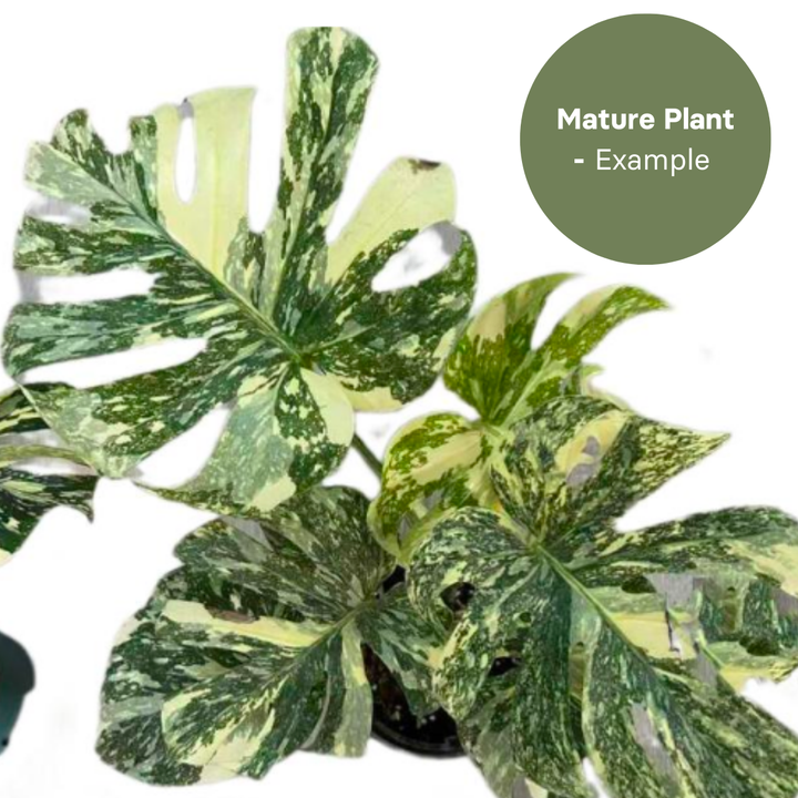 Monstera Thai Constellation Crème Brulee (TC Plantlet) - Preorder Plants GrowTropicals