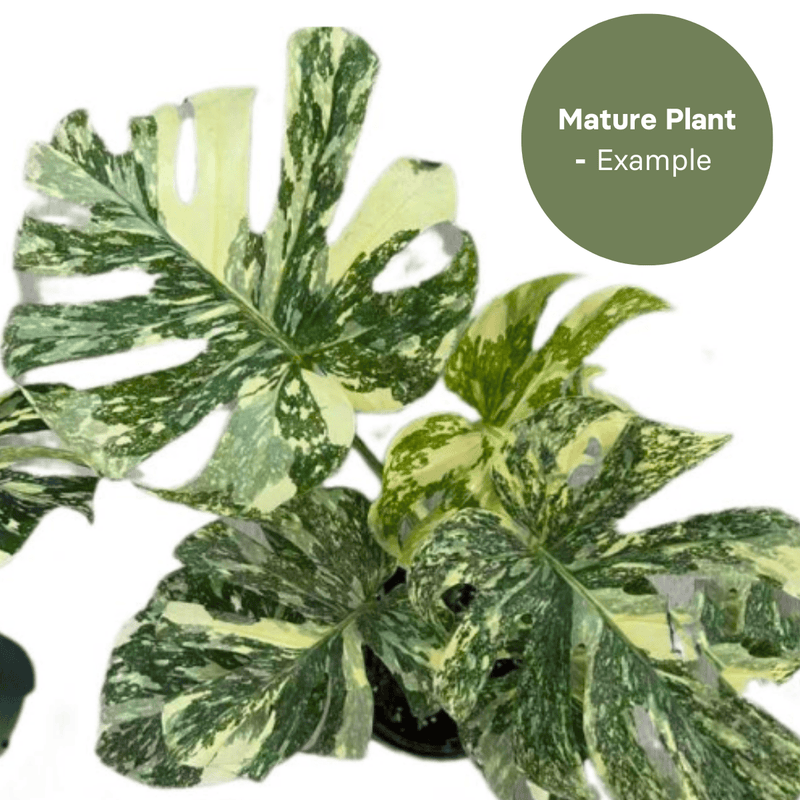 Monstera Thai Constellation Crème Brulee (TC Plantlet) - Preorder — TC Plant