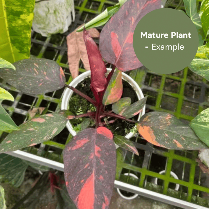Philodendron Orange Princess (TC Plantlet) - Preorder Plants GrowTropicals