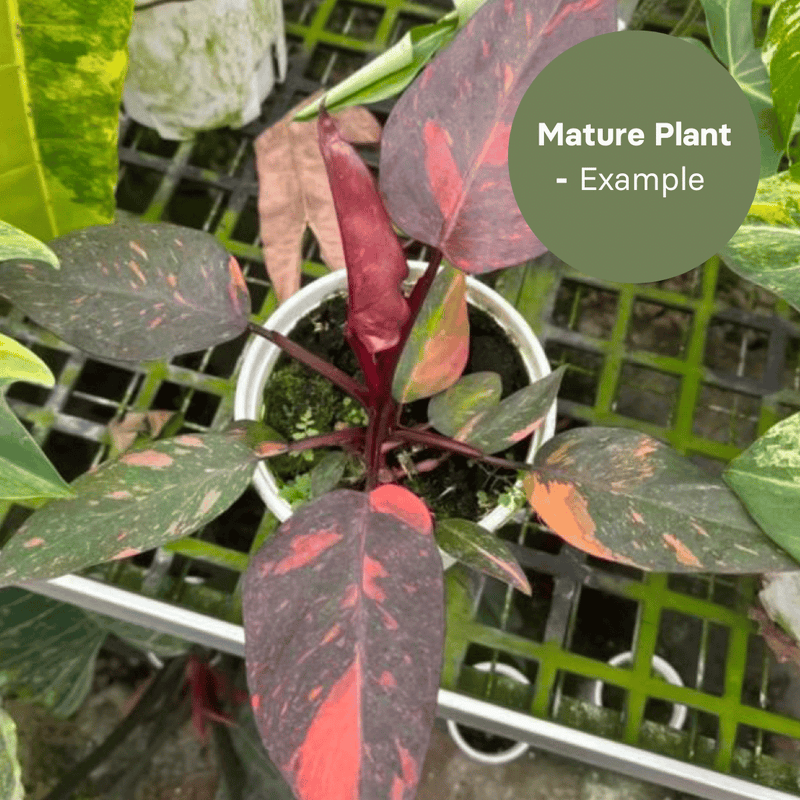Philodendron Orange Princess (TC Plantlet) - Preorder — TC Plant