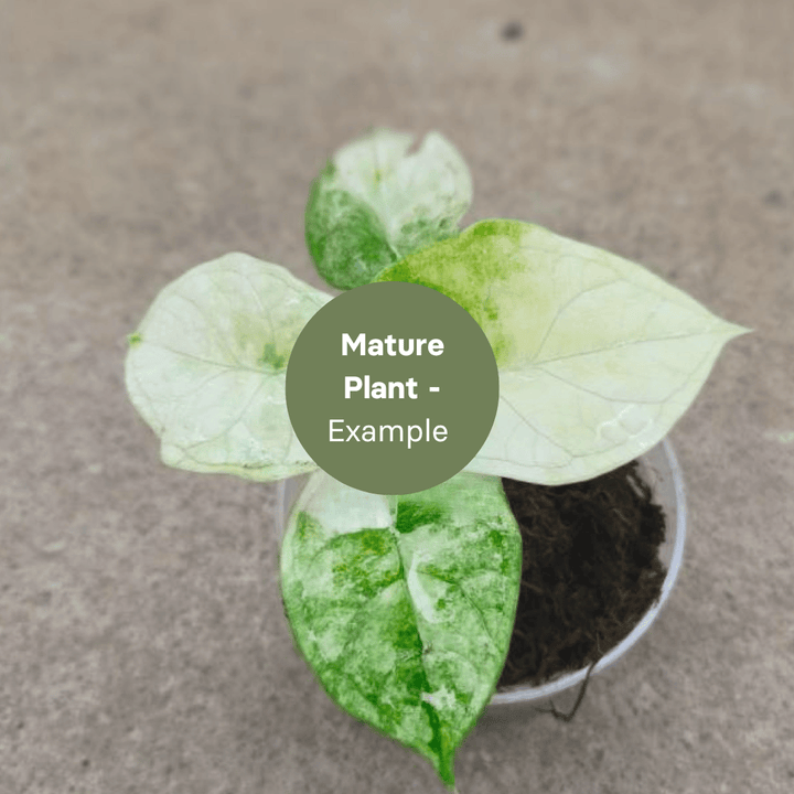 Alocasia Aegis Variegated (TC Plantlet) - Preorder Plants GrowTropicals
