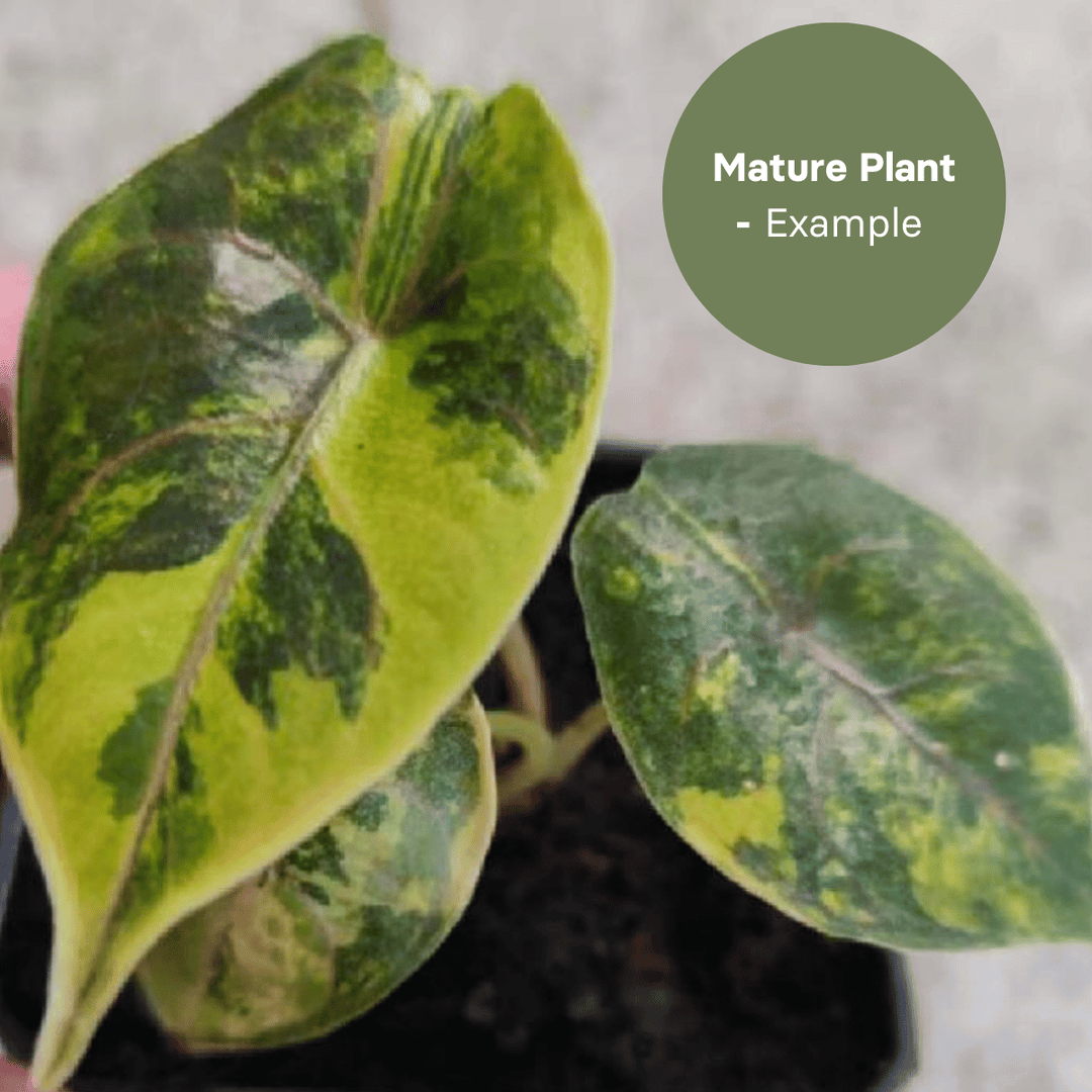 Alocasia Azlanii Aurea (TC Plantlet) - Preorder Plants GrowTropicals