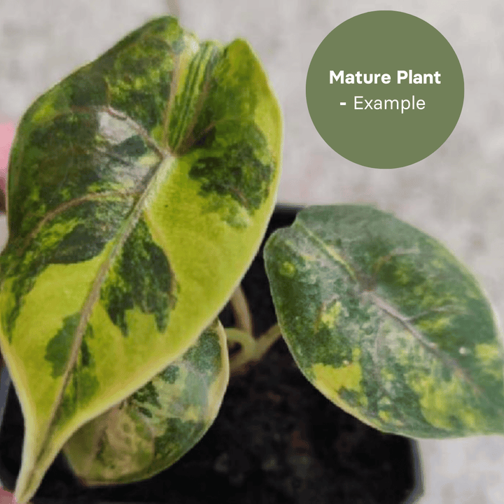 Alocasia Azlanii Aurea (TC Plantlet) - Preorder Plants GrowTropicals