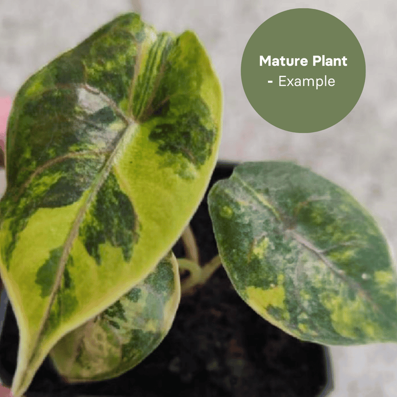 Alocasia Azlanii Aurea (TC Plantlet) - Preorder — TC Plant