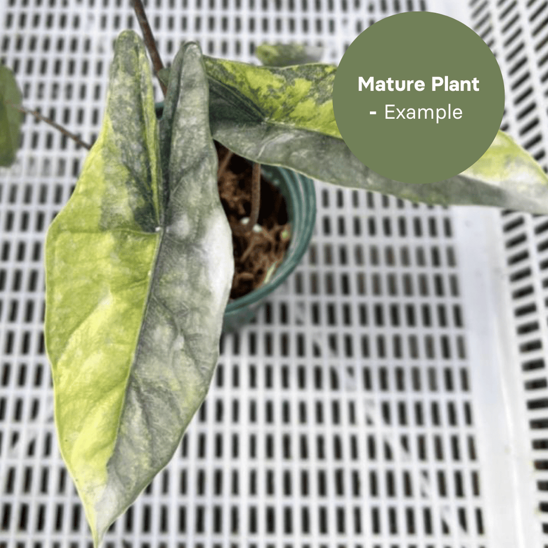 Alocasia Heterophylla Aurea (TC Plantlet) - Preorder Plants GrowTropicals