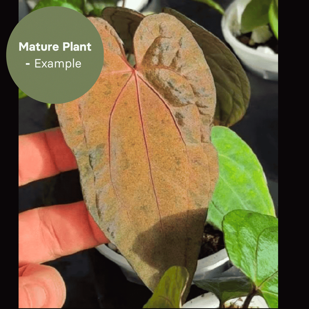 Anthurium Dark Phoenix Mottled Var (TC Plantlet) - Preorder Plants GrowTropicals