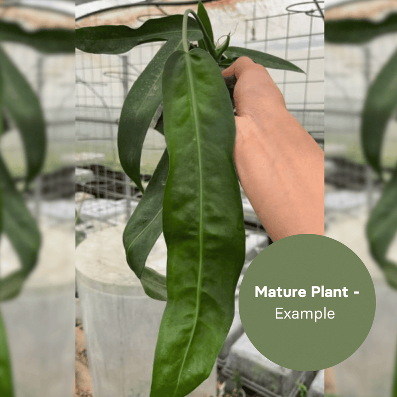 Anthurium Pallidiflorum (TC Plantlet) - Preorder — TC Plant