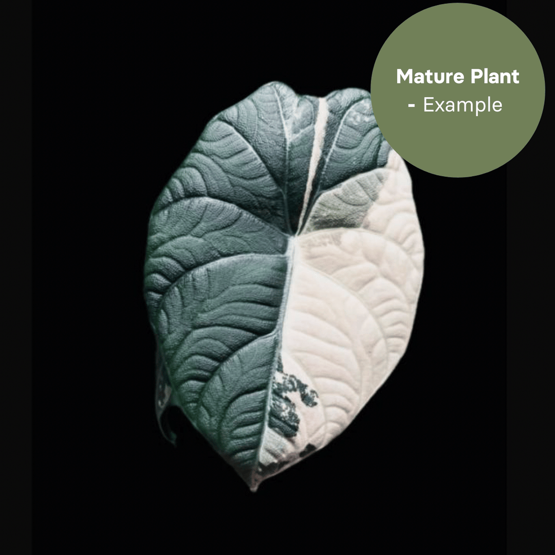 Alocasia Maharani Albo (TC Plantlet) - Preorder Plants GrowTropicals