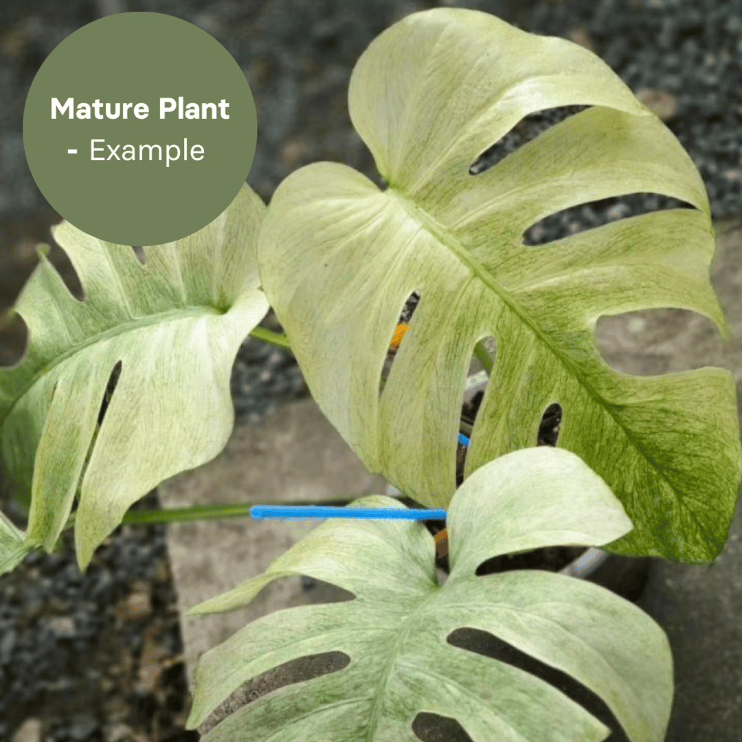 Monstera Mint Thailand (TC Plantlet) - Preorder Plants GrowTropicals